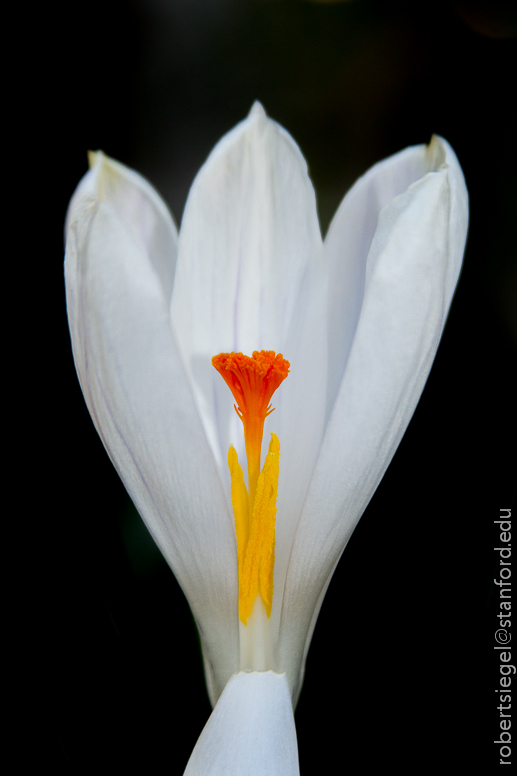 crocus